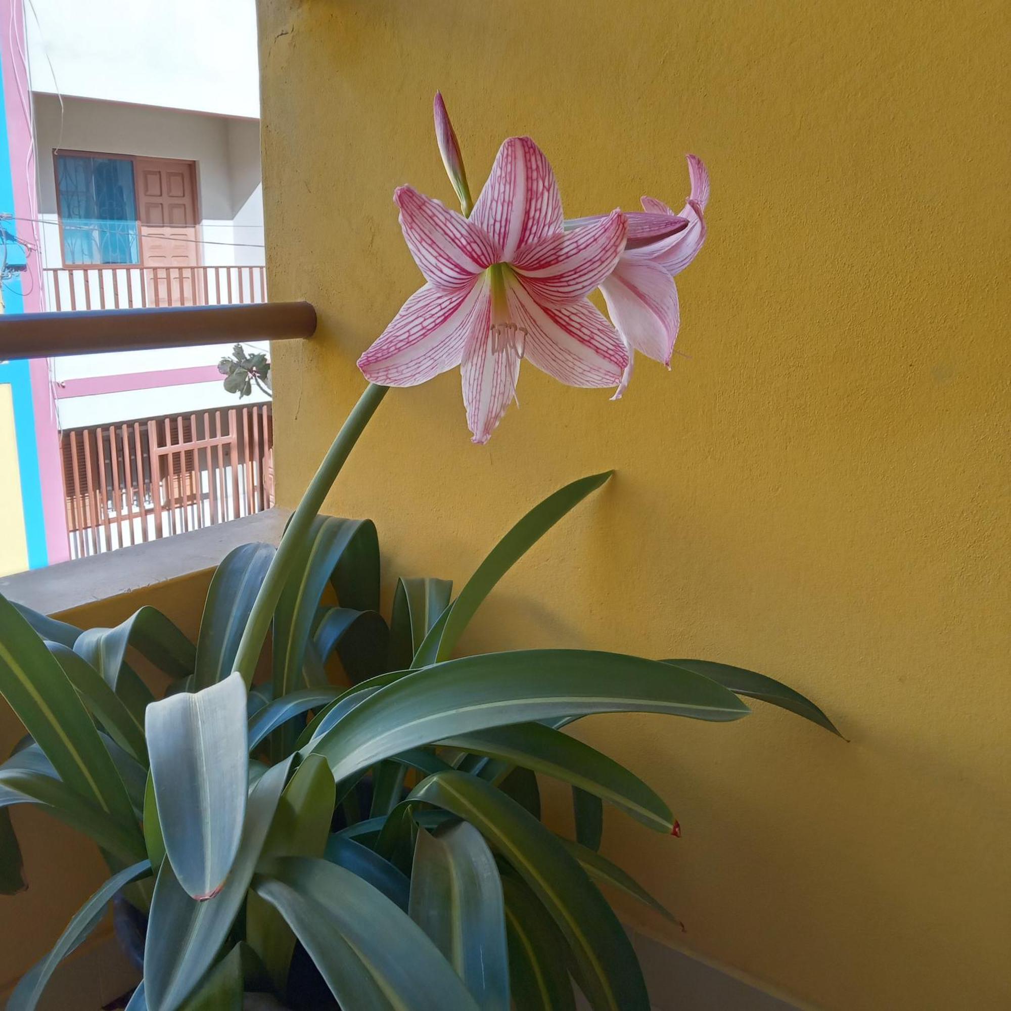 ミンデロ Constanca Retreat Bed & Breakfast エクステリア 写真